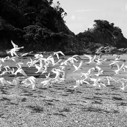 Travel New Zealand