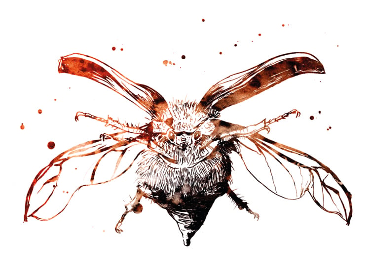 flying cockchafer