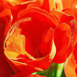 RotOrange