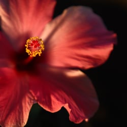 Hibiscus 002