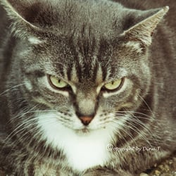 CAT AUG. 2014