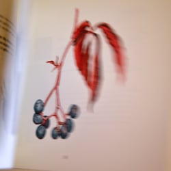 Wilder Wein