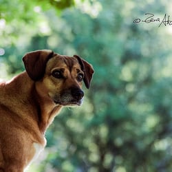 Hundeportrait, Auftragsarbeit