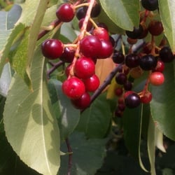 Natur 2012