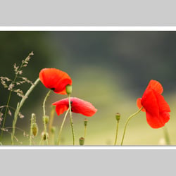 Makrofotografie
