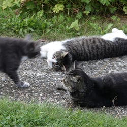 CATS   AUG . 2014