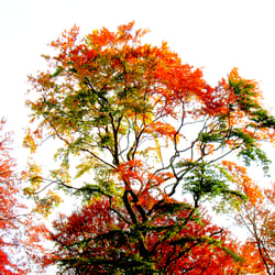 Nature 3 / Natur 3
