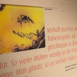 Zitate