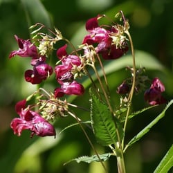 Wildblume