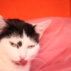 Bastet the Cat 2012 Teil 03