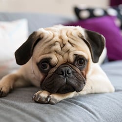 mops06