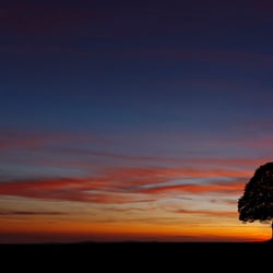 Abendlicht an der Linde