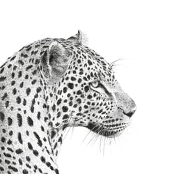 Afrikanischer Leopard