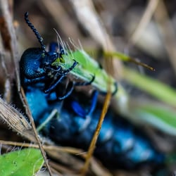 Schwarz blauer Ölkäfer (gefährdet)