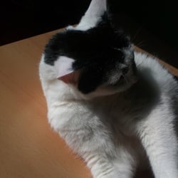 Bastet the Cat 2012 No. 19