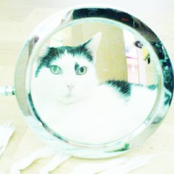 Bastet Experience 16