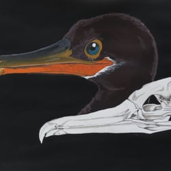 Vogelillustrationen