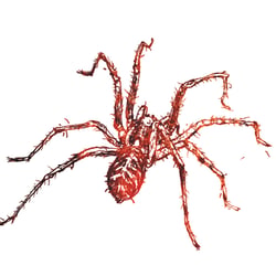spider |