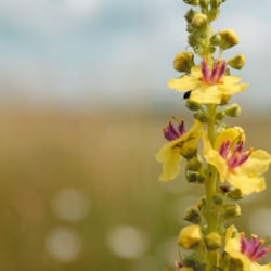 Zwei Blumen unterwegs