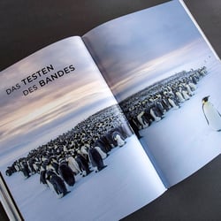 Kapitelaufmacher „Das Leben der Pinguine“