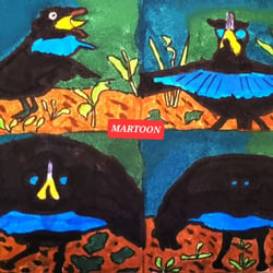 Septembird 23 – Tag 17 – Vogel:Superb Bird of Paradise (Kragenparadiesvogel).