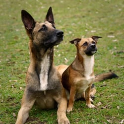 TIERFOTOGRAFIE