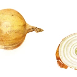 Zwiebel