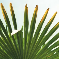 1 palme carv