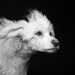 Chinese Crested