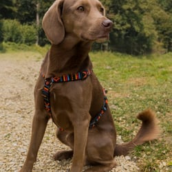 shelter dog – Heidenheim