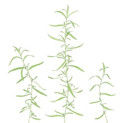 Estragon