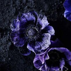 Flowers & Dust