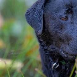 Labrador mit Wasser