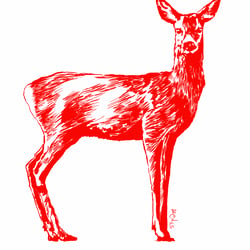 Reh