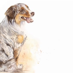 Sari Red Merle