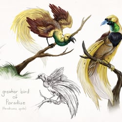 paradiesvogel