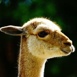 Lama