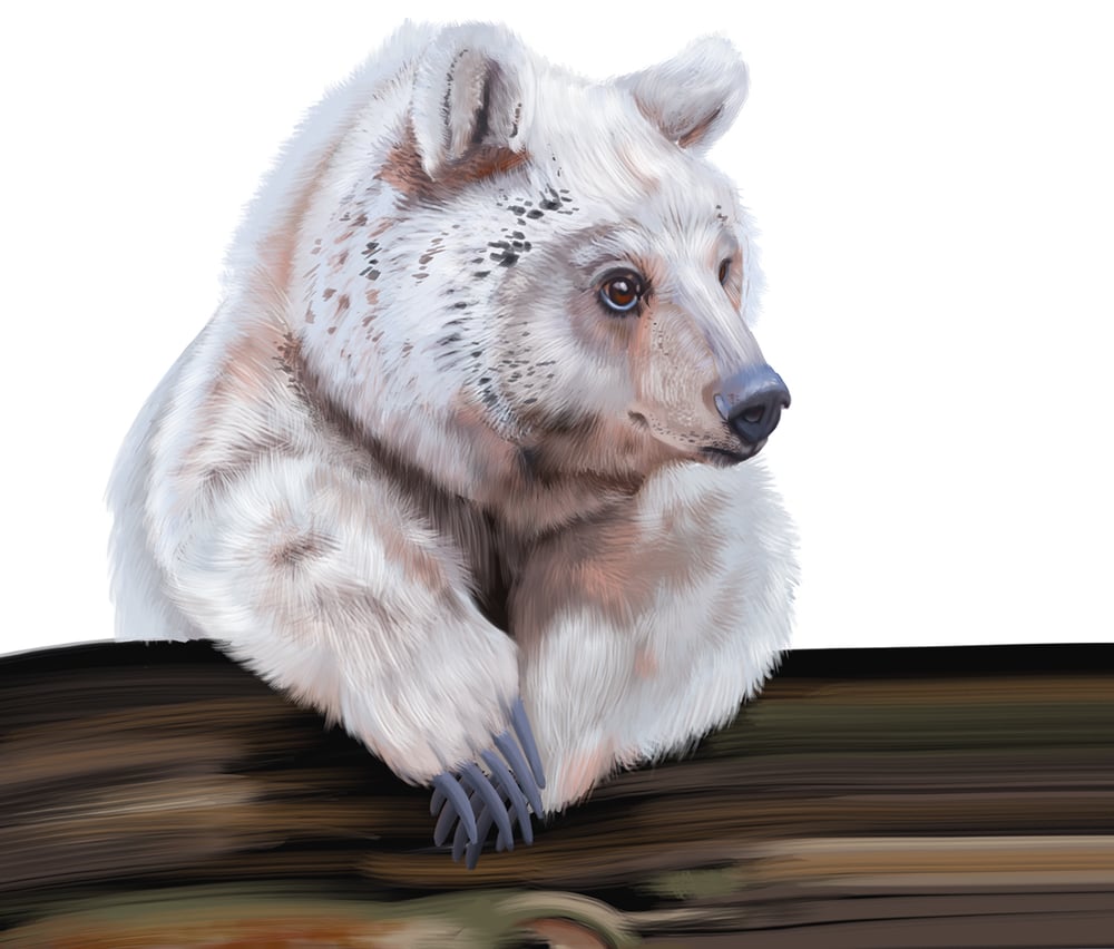 Syrischer Braunbär
