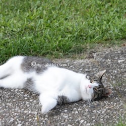 CAT AUG. 2014