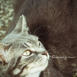 CAT Aug. 2014