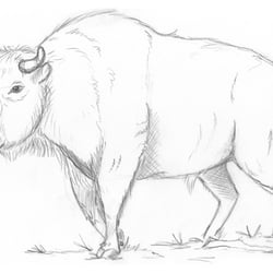 Wisent