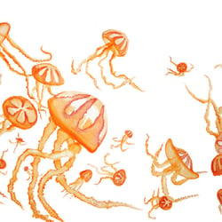 Quallen orange