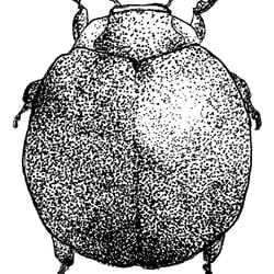 Janet bug 05 10.25cmx14cm
