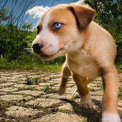 puppy