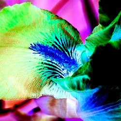 Botany 2