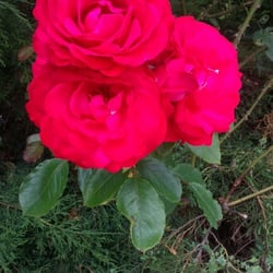 Natur 2012 Blumen