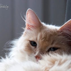 Katzenportrait