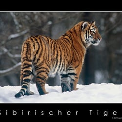 Sibirischer Tiger