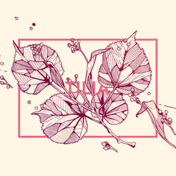 Tilia – Linde