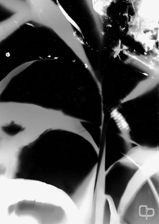 PHOTOGRAMS VII